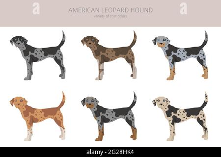 American Leopard Hound All Coat Colors Clipart. All Dog Breeds 