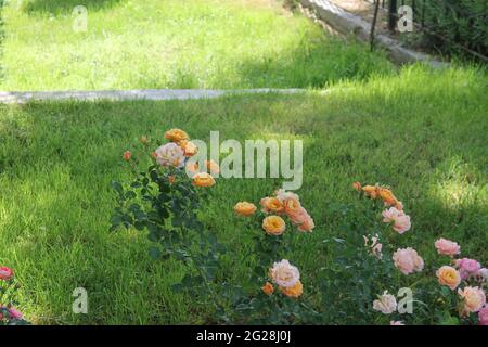 white, yellow, pink roses in the garden Stock Photo