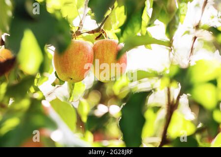 Organic apples hanging from tree branch in orchard Stock Photo