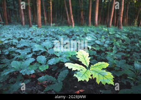 Young oak tree seedlings in oak forest. Nature woods and trees background Stock Photo