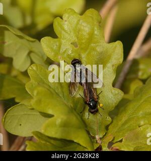 Greenbottle flies mating. Stock Photo