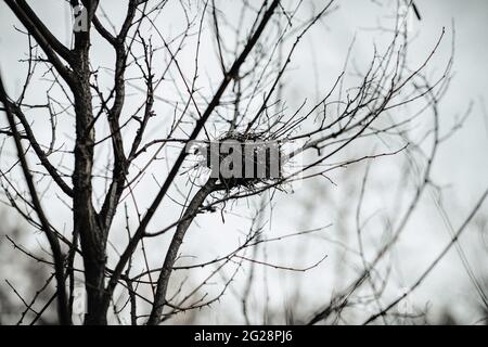 A bird sitting on top of a tree Stock Photo