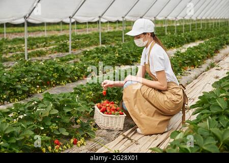 Young woman medical mask squatting at greenhouse and harvesting fresh strawberries. Female farmer in protective apron and cap putting ripe berries into wicker basket Stock Photo