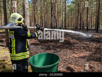 09 June 2021, Brandenburg, Wünsdorf: A comrade of the volunteer fire brigade extinguishes the last pockets of embers in a small fire in a pine forest near Wünsdorf. With the rising temperatures, the danger of forest fires has increased in Brandenburg. Currently, forest fire danger level 4 is in effect throughout the state of Brandenburg. Two forest fire centers in Wünsdorf (Teltow-Fläming) and Eberswalde (Barnim) monitor the events in the state. From stage 3 onwards, they are manned. According to the Ministry of the Environment, last year there were 299 forest fires in Brandenburg on 118.5 hec Stock Photo