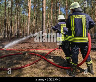 09 June 2021, Brandenburg, Wünsdorf: Two comrades of the volunteer fire brigade extinguish the last pockets of embers in a small fire in a pine forest near Wünsdorf. With the rising temperatures, the danger of forest fires has increased in Brandenburg. Currently, forest fire danger level 4 is in effect throughout the state of Brandenburg. Two forest fire centers in Wünsdorf (Teltow-Fläming) and Eberswalde (Barnim) monitor the events in the state. From stage 3 onwards, they are manned. According to the Ministry of the Environment, last year there were 299 forest fires in Brandenburg on 118.5 he Stock Photo