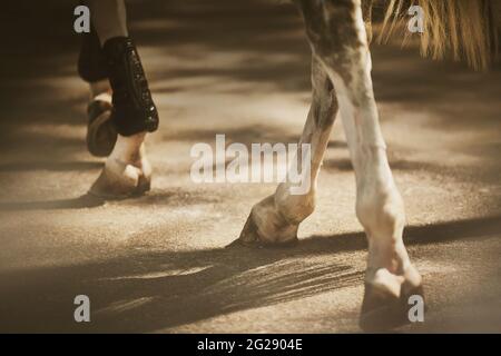 A rear view of the legs of a gray horse, which steps with shod hooves on an asphalt road, illuminated by bright sunlight. Equestrian life. Stock Photo