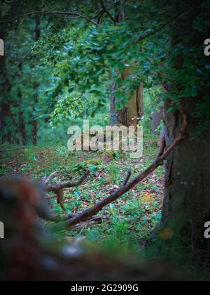 Moss-covered roots on the forest floor above Kuchyňa village in the Little Carpathians, Slovakia. Stock Photo