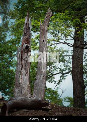 Two dead tree trunks in forest above Kuchyňa village in the Little Carpathians, Slovakia. Stock Photo