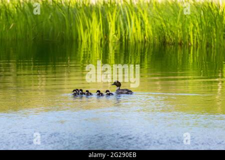 Goldeneye with its baby birds swimming in the lake Stock Photo