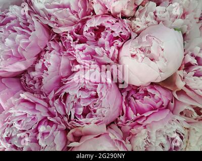Beautiful big bouquet of pastel pink peonies close-up Stock Photo