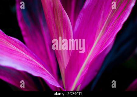 Cordyline fruticosa close up, nature detail. Stock Photo