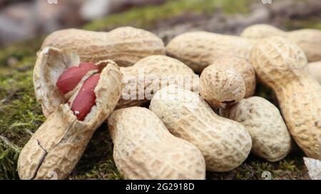 Unpeeled whole raw peanuts in brown husks in the shell texture on a beautiful natural background in the forest lies in a heap on a tree, outdoors on a Stock Photo