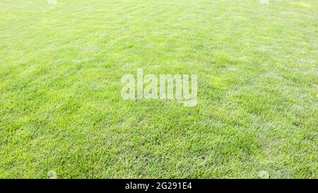 Grass background on a golf course. Green lawn background. Stock Photo