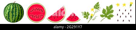 Watermelon vector illustration. Watermelon, whole, sliced, halves, slices, quarters, seeds, inflorescence and leaves of watermelon. Colored illustration isolated on white background. Stock Vector