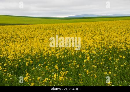 Colza plantation. Ligos, Soria province, Castilla Leon, Spain. Stock Photo