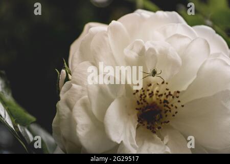Focus on the white rose in which the little spider is located Stock Photo