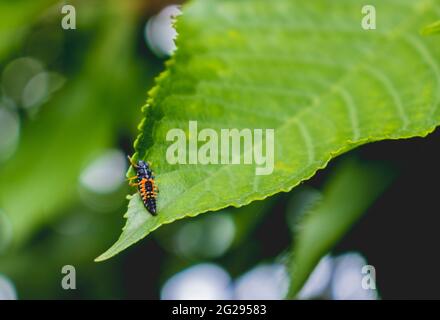 Insect on the edges of cherry leaves Stock Photo
