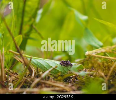 Eggs and hatched black ladybugs on a leaf that fell to the ground Stock Photo