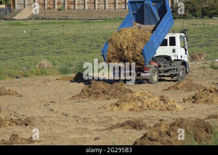 Truck depositing mountains of manure in an agricultural garden Stock Photo