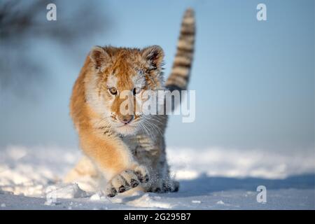 A small tiger cub rejoices in the new snow. Stock Photo
