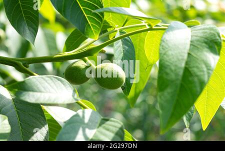 Two young organic walnuts with green husk growing on a tree, close-up Stock Photo
