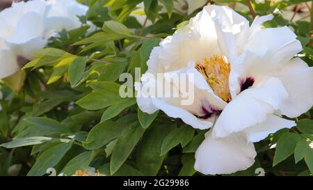 Head of a pale pink tree peony flower in the park. Natural background. Paeonia suffruticosa. Website template. Very beautiful blooming peony flower on Stock Photo
