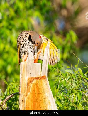 A yellow-shafted northern flicker stretches his wings in Wyoming Stock Photo