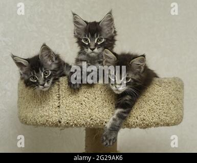 three kittens are sitting in a play cat complex Stock Photo