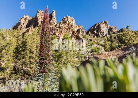 Echium wildpretii, Tajinaste rojo, Teide bugloss, red flowering plant in the Las Canadas del Teide National Park, Tenerife, Canary Islands, Spain Stock Photo