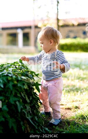 Little child stands near a green ivy bush Stock Photo