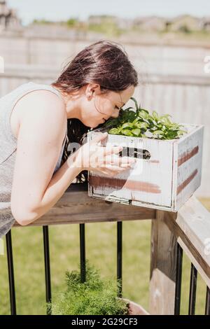 Woman smells fresh green basil growing in planter on backyard porch Stock Photo