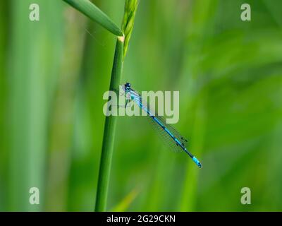 Common Blue Damselfly Enallagma cyathigerum on reed Stock Photo