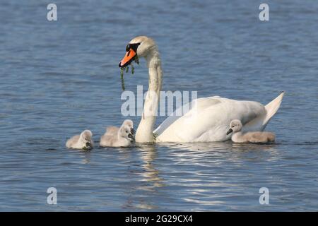 Mute swan Cygnus olor mother feeding her family of four cygnets Stock Photo