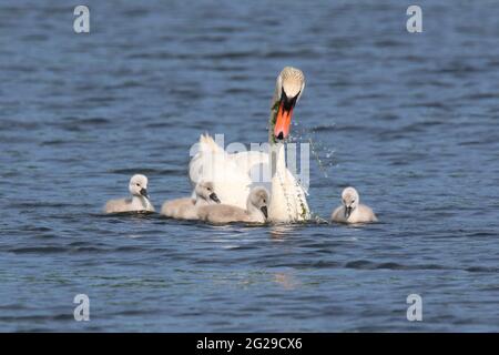 Mute swan Cygnus olor mother feeding her family of four cygnets Stock Photo