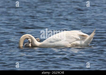 Mute swan Cygnus olor mother feeding her family of young cygnets Stock Photo