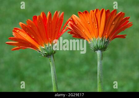 Isolated closeup of two colorful gerbera daisy blossoms (Gerbera jamesonii) with tiny raindrops clinging to backsides of vibrant orange petals. Stock Photo