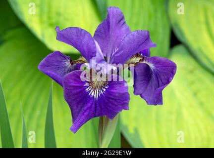 Colorful Serbian Iris blossom with vibrant violet-blue petals dusted with specs of pollen alongside a soft background of variegated green Hosta leaves Stock Photo