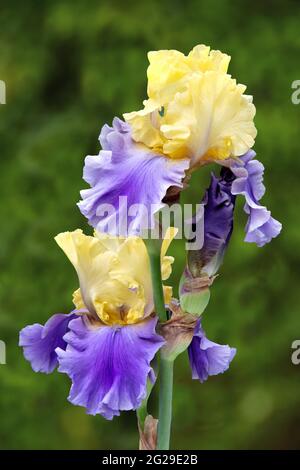 Beautiful pair of multicolored bearded iris blossoms (Iris germanica) with yellow standards, and blue-violet falls isolated against a green background Stock Photo