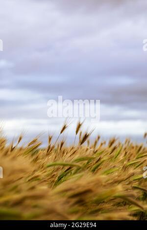 Barley field  Hordeum vulgare, close up Stock Photo