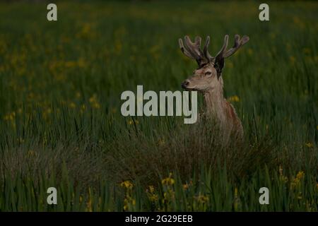 Solitary young red deer (Cervus elaphus) observing among the grass Stock Photo
