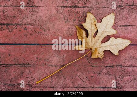Dry leaves on cement floor Stock Photo