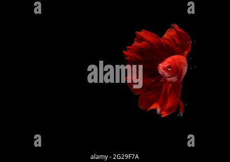 Super Red Halfmoon, Cupang, Betta, siamese fighting fish beyond bubbles, Isolated on Black Stock Photo