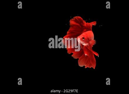 Super Red Halfmoon, Cupang, Betta, siamese fighting fish beyond bubbles, Isolated on Black Stock Photo