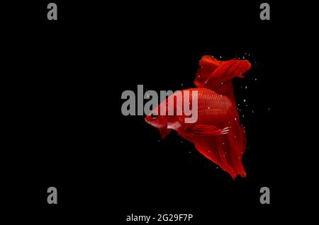 Super Red Halfmoon, Cupang, Betta, siamese fighting fish beyond bubbles, Isolated on Black Stock Photo