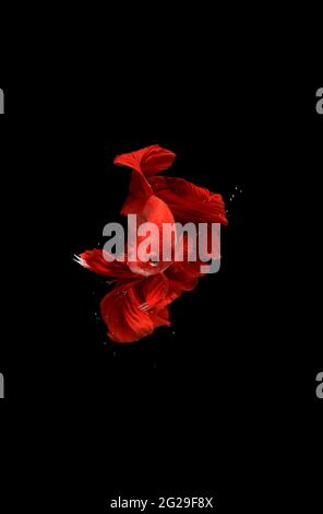 Super Red Halfmoon, Cupang, Betta, siamese fighting fish beyond bubbles, Isolated on Black Stock Photo