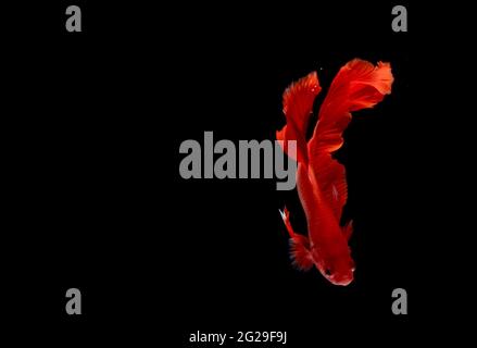 Super Red Halfmoon, Cupang, Betta, siamese fighting fish beyond bubbles, Isolated on Black Stock Photo