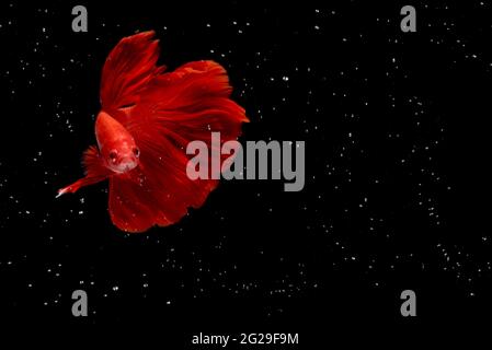 Super Red Halfmoon, Cupang, Betta, siamese fighting fish beyond bubbles, Isolated on Black Stock Photo