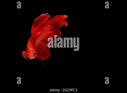 Super Red Halfmoon, Cupang, Betta, siamese fighting fish beyond bubbles, Isolated on Black Stock Photo