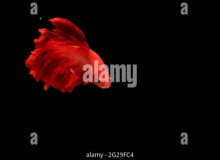 Super Red Halfmoon, Cupang, Betta, siamese fighting fish beyond bubbles, Isolated on Black Stock Photo