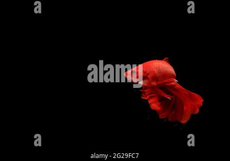 Super Red Halfmoon, Cupang, Betta, siamese fighting fish beyond bubbles, Isolated on Black Stock Photo